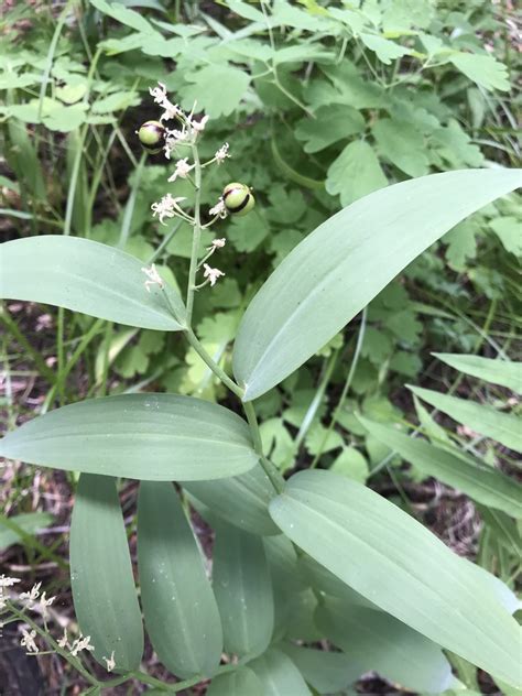 Star Flowered Lily Of The Valley From Inyo National Forest June Lake