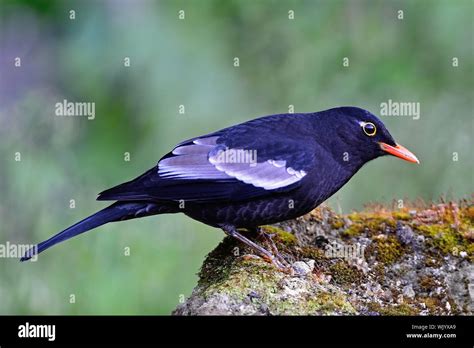 Beautiful Black Bird Male Grey Winged Blackbird Turdus Boulboul