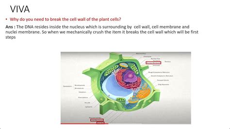 12th Class Biology Board Practicals Viva 2023 Isolate Dna From Plant