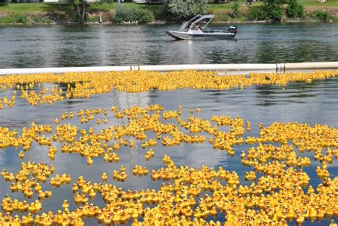 Three Rubber Duck Races This Weekend Derby Duck Fundraiser