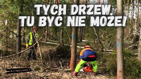 Tych drzew tu być nie może Wycinka drzew niebezpiecznych YouTube