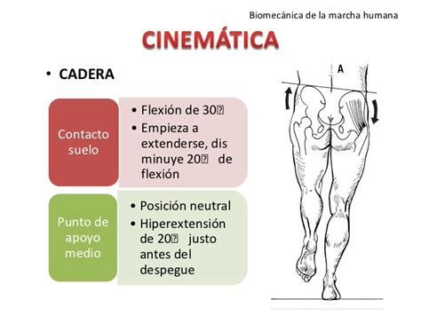 Biomecánica De La Marcha Humana