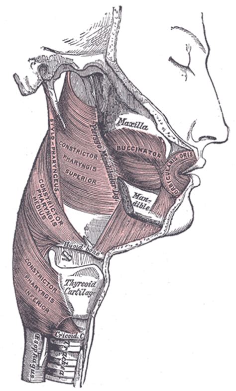 Stylopharyngeus Cadaver