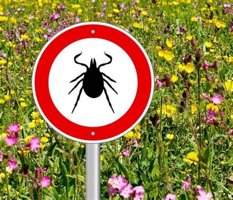 Tiques dans le Jardin Voici Comment les Éliminer jardin ruse