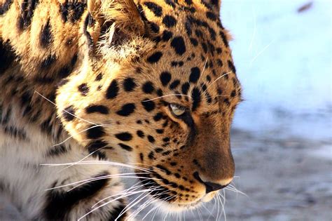 20 Kostenlose Amur Leopard Und Leopard Bilder Pixabay