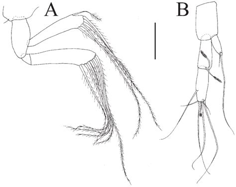 Portaratrum Birdi N Sp Holotype Female A Pleopod 1 B Uropod Download Scientific