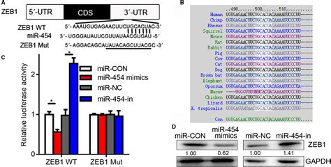 Long Non‐coding Rna Snhg1 Stimulates Ovarian Cancer Progression By