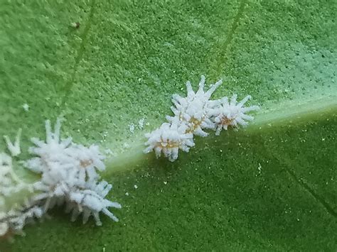cottony mealybug pest woodlouse  photo  pixabay pixabay