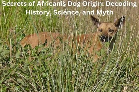 Secrets Of Africanis Dog Origin: Decoding History, Science, And Myth ...