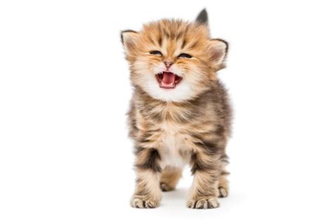 Cat Won’t Stop Meowing? 7 Reasons For All That Cat Meowing - Catster