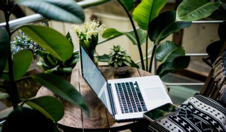 Best Low-Light Office Plants to Lighten Up Your Indoor Spaces