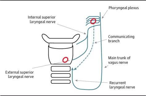 Figure 4 from The pharyngeal plexus-mediated glottic closure response ...