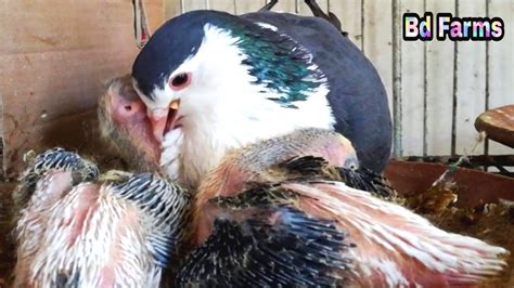 How To Pigeon Feeding A Newborn Baby Pigeons 1 Baby Pigeon Feeding 1