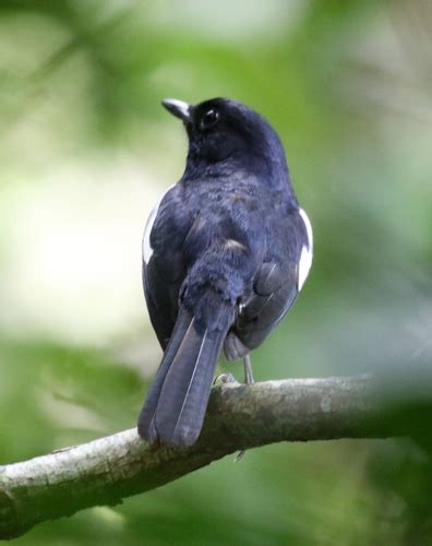 Black Bellied Madagascar Magpie Robin Subspecies Copsychus