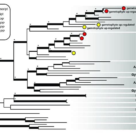 Phylogram Of The Best Maximum Likelihood Tree Of Phototropin