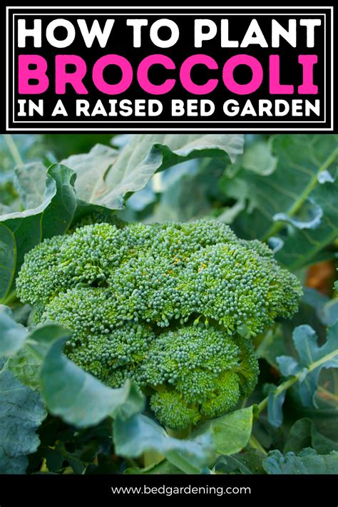 How To Grow Broccoli In Your Raised Beds Artofit