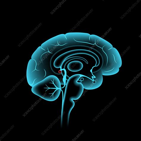 Pineal Gland Illustration Stock Image F Science Photo