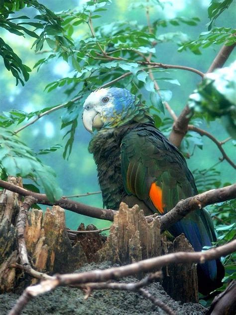 St Vincent Amazon World Parrot Trust