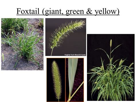 Foxtail Grass Identification