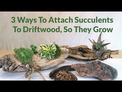 How To Add Succulents To Driftwood For A Stunning Display