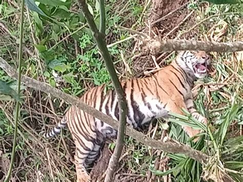 Viral Video Harimau Sumatra Terjerat Perangkap Babi Hutan Ini Tindakan