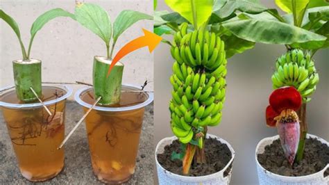 Techniques For Grafting Banana Tree Using Banana Fruit And Water