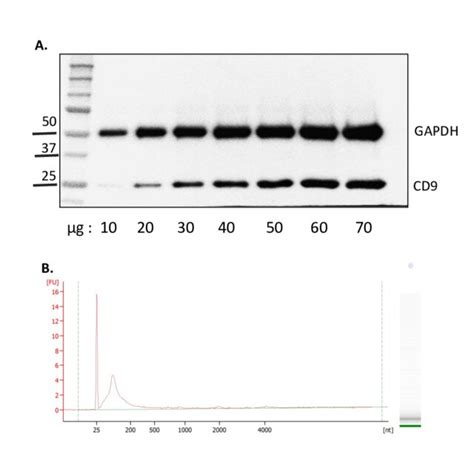 Fig S1 Ev Isolation And Rna Extraction From Evs A Western Blot