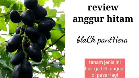 Review Anggur Hitam Black Panther Grape Growers Youtube