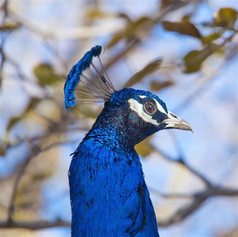 Peacock Afropavo Pavo Stock Photo Image Of Bird