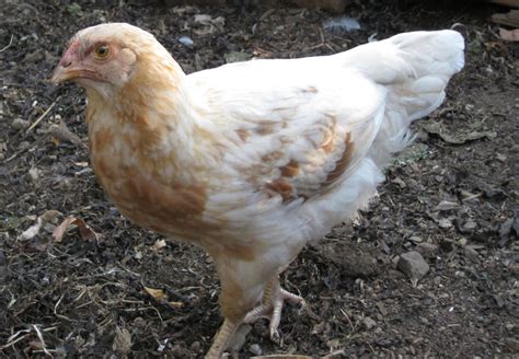 Feathered Leg Breeds Backyard Chickens Learn How To Raise Chickens