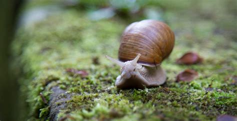 Free Stock Photo Of Shell Slow Slug