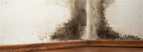 Black Mould Help And Advice Rentokil Property Care