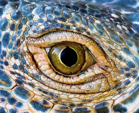 Iguana Eye 2 Photograph by Shane Bechler | Fine Art America