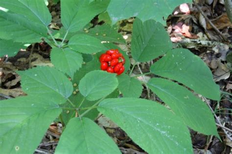 Outdoors Fields And Forests Its Ginseng Season Outdoors