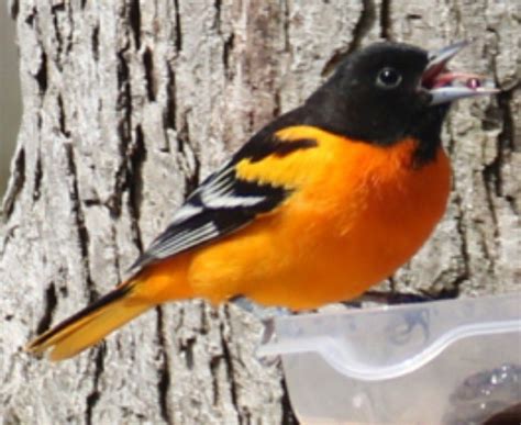 Baltimore Oriole By Camp Perry Photo Baltimore Orioles Orioles Animals