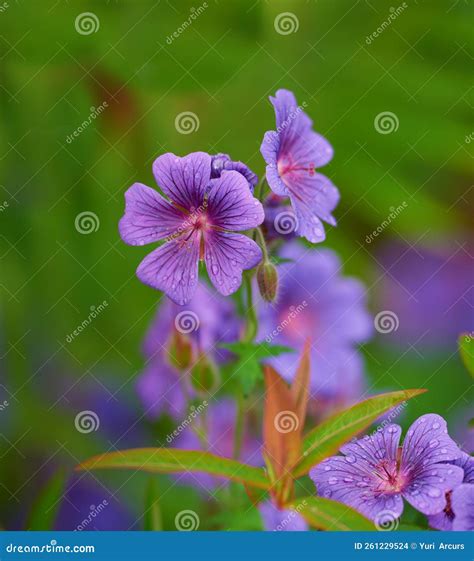 Meadow Geranium - Also Geranium Pratense - Johnsons Blue. Meadow