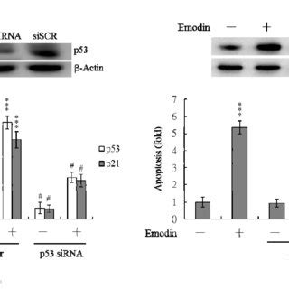 Knockdown Of P Protects Imr Cells Against Emodin Induced