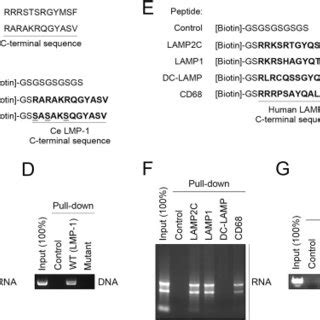 Interactions Of Rna And Dna With Wild Type And Mutant Forms Of The