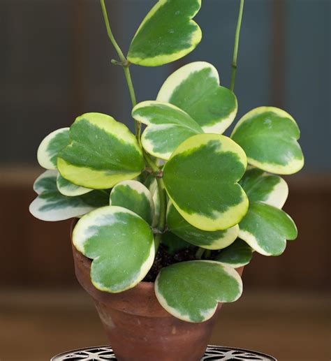 Variegated Heart Leaf Hoya Hoya Kerrii Variegata Rare Unusual