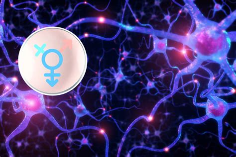 Neuroscientists Reveal Key Brain Differences Between Sex And Gender