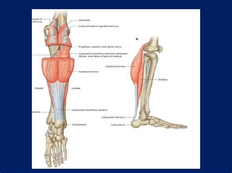 Gastrocnemius Flap PPT