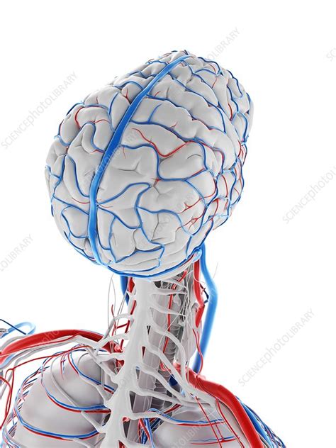 Vascular System Of The Brain Illustration Stock Image F0297174