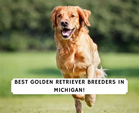 5 Best Golden Retriever Breeders in Michigan!