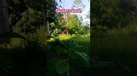 Detik Detik Kemunculan Skuter Sawah Bungbulang Shorts Youtube