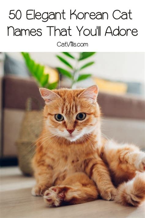 50 Elegant Korean Cat Names for Your New Kitten