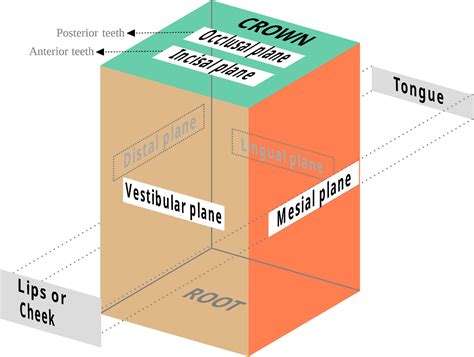 Tooth Surfaces Labial Buccal Incisal Ligual Mesial Occlusal And