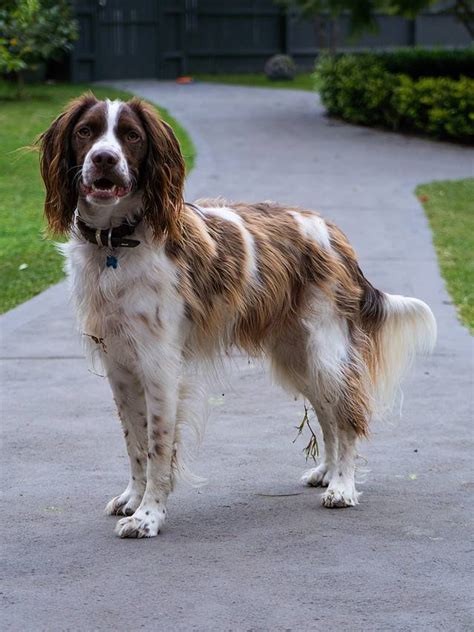 Brittany Spaniel Colors: Rarest to Most Common - A-Z Animals