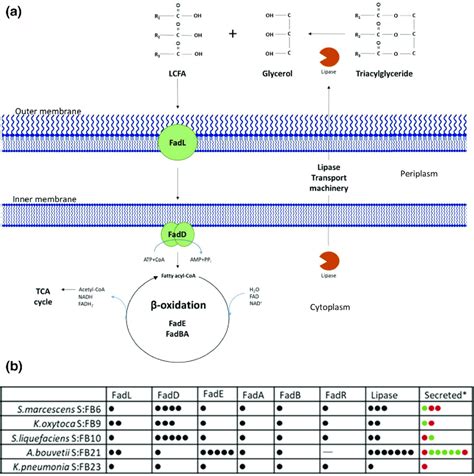 A Illustration To Show The Bacterial FOG Catabolism Pathway Adapted