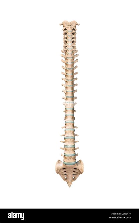 Columna Vertebral Diagramas Anatomía Normal E Anatomy 46 Off
