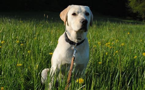 Are Labrador Retrievers Hypoallergenic Archives Canna Pet